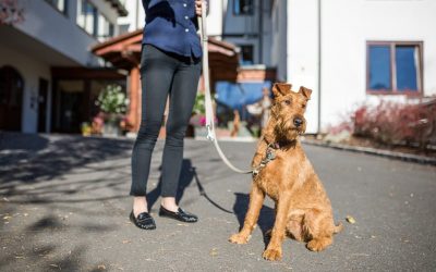 Nem kell otthon hagyni a kutyusunkat, ha nyaralni szeretnénk!