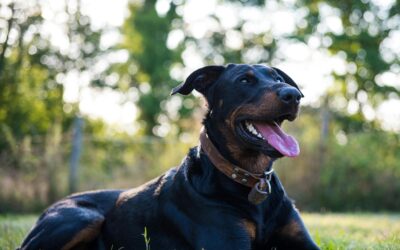 A megfelelő emésztés az egészség alapja