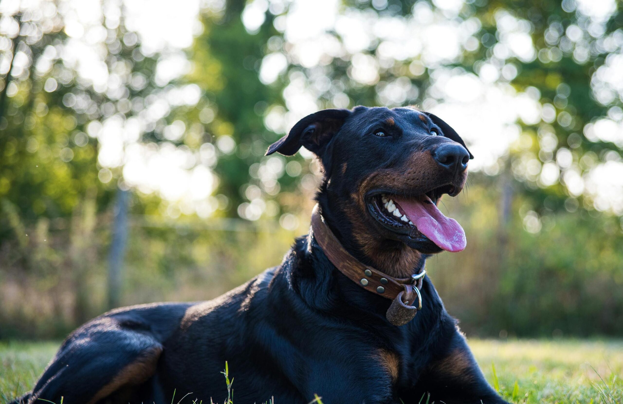 httpswww.kutyakajas.hu – 2025 november – Cikk6